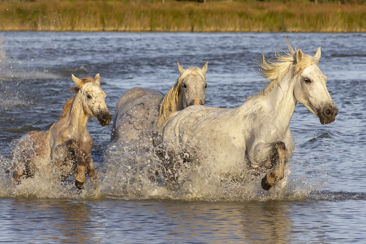 camargue-chevaux dans l'eau.jpg